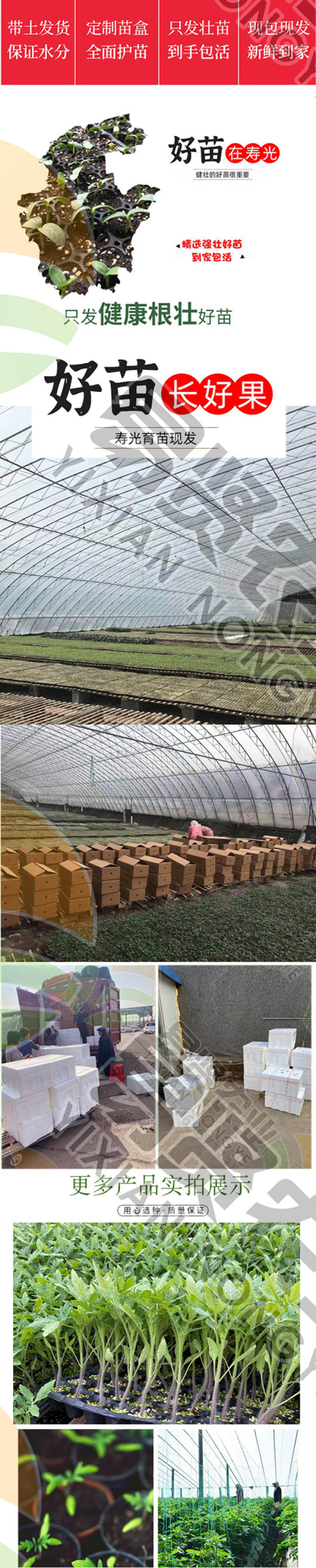 越冬口感番茄种苗大田露天拱棚种植抗病强根须发达抗病强高产