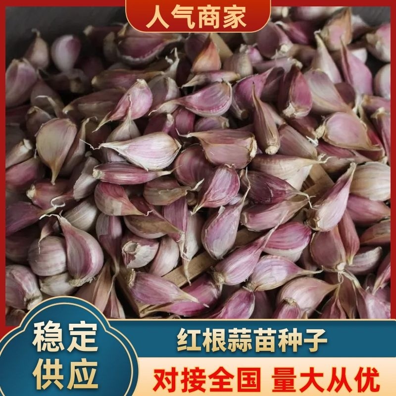 红根蒜苗种子，大蒜种子寒蒜川蒜硬叶蒜叶直根红蒜叶青现货