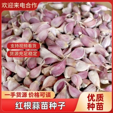 红根蒜苗种子丰县大蒜种子产地川蒜二月早现货精品质优