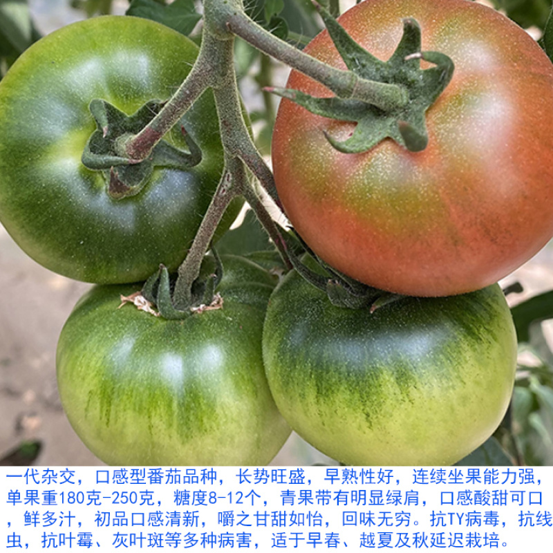 越冬口感番茄种苗大田露天拱棚种植抗病强根须发达抗病强高产