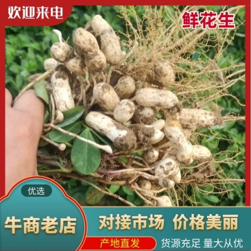 鲜花生大量上市，质量保证，货源充足，一条龙服务