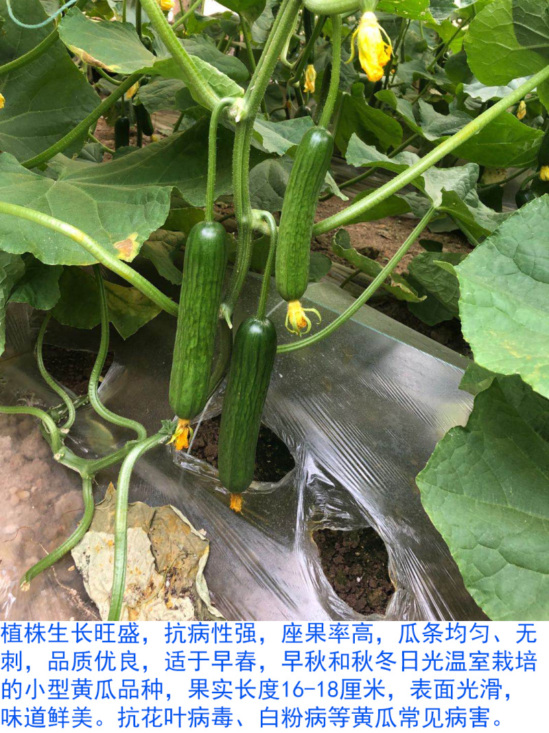 水果黄瓜种子厂家直发出芽率高品质上乘价格优惠