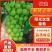 （陕西产区）阳光玫瑰葡萄大量供应中质量保证欢迎咨询