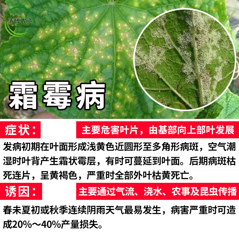 烯酰吗啉农药杀菌剂霜霉病黑胫病早晚疫病葱黄瓜蔬菜果树葡萄