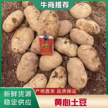 云南黄心土豆新鲜土豆个头均匀全国可发全系列土豆