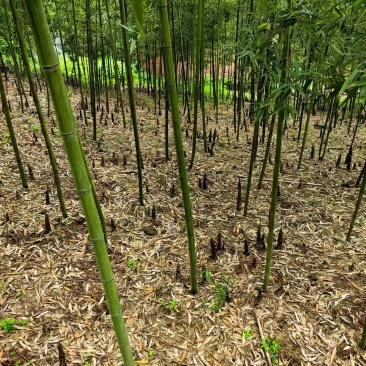 四川产地细叶邬头雷竹种苗、出笋早，口感脆
