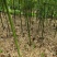 四川产地细叶邬头雷竹种苗、出笋早，口感脆