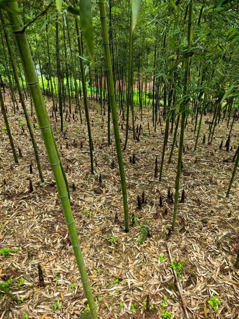 四川产地细叶邬头雷竹种苗、出笋早，口感脆