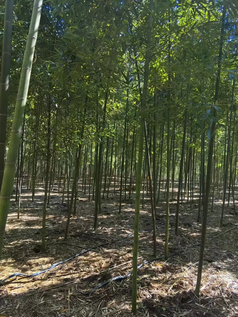 四川产地细叶邬头雷竹种苗、出笋早，口感脆