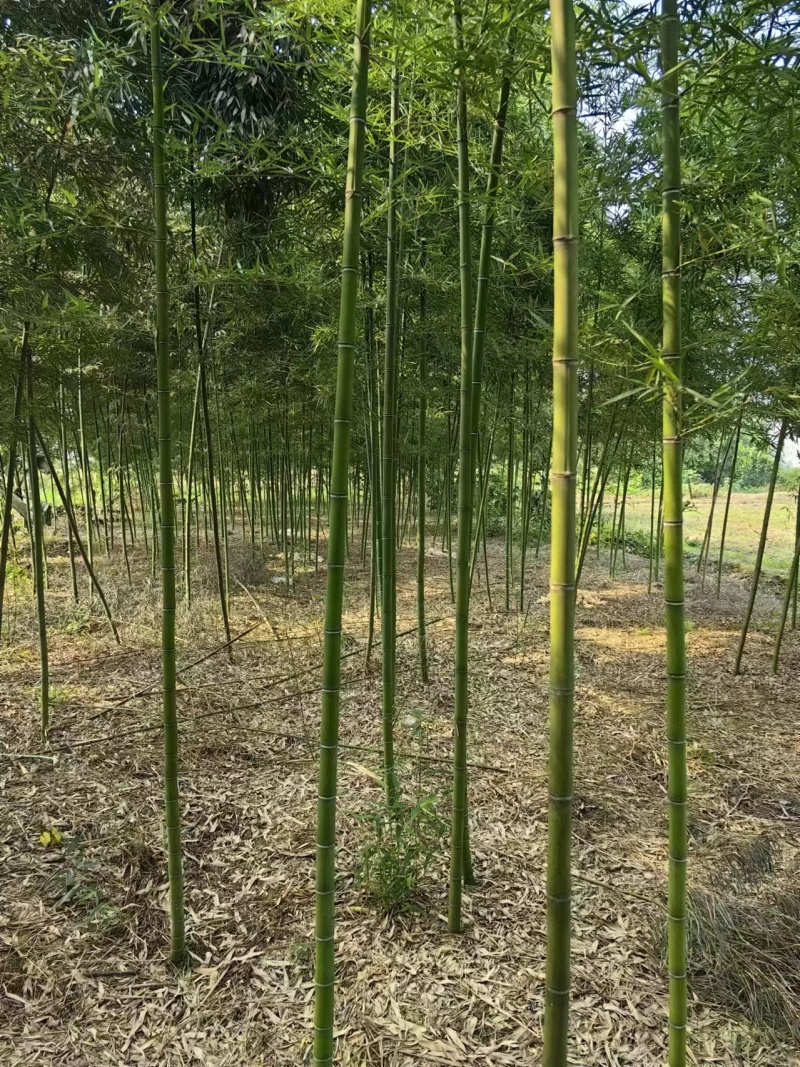 四川产地细叶邬头雷竹种苗、出笋早，口感脆
