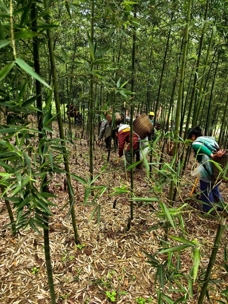 四川产地细叶邬头雷竹种苗、出笋早，口感脆