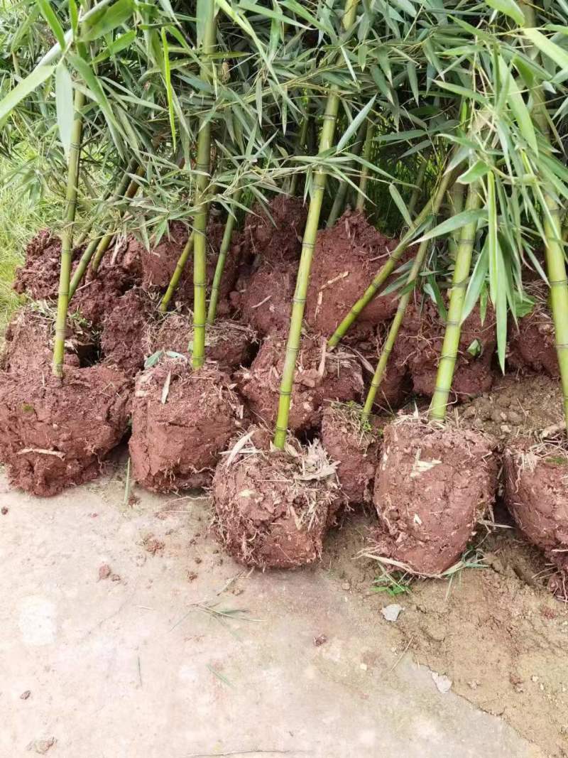 四川产地细叶邬头雷竹种苗、出笋早，口感脆