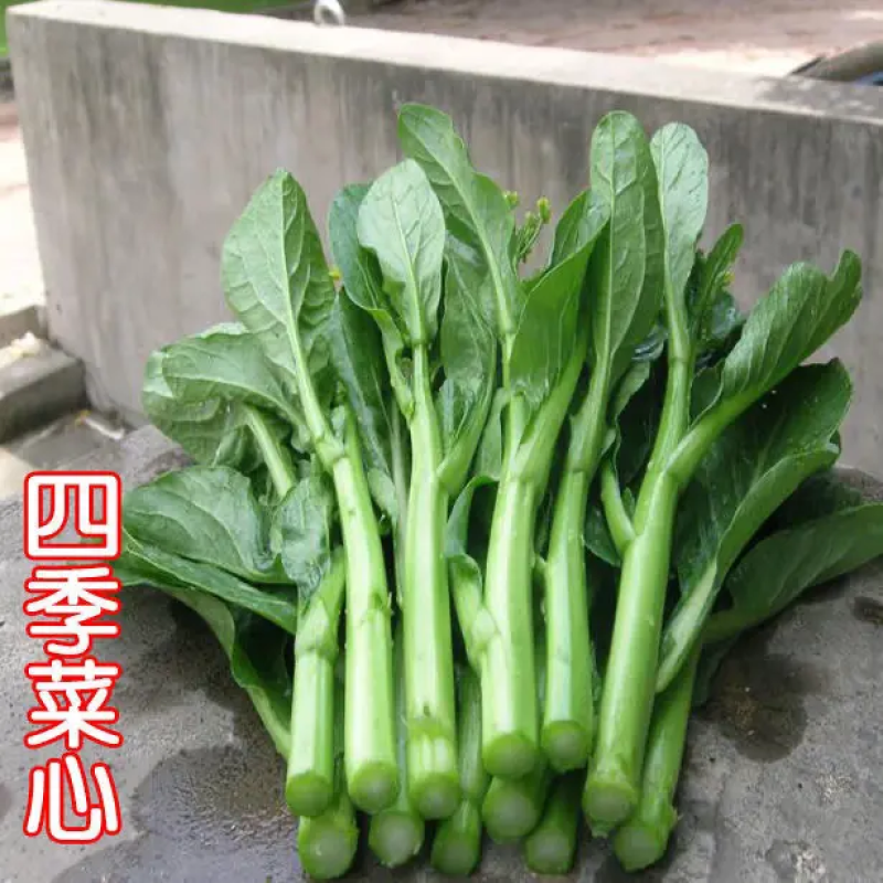 精品甜菜心菜苔产地直发品质保证欢迎咨询合作