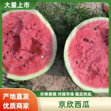 精品庆红999西瓜京欣西瓜货源充足量大从优欢迎咨询