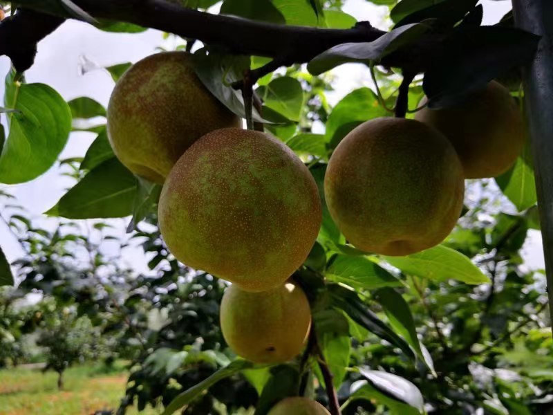 江苏翠冠梨江苏盐城翠冠梨口感好自家种植量大价优