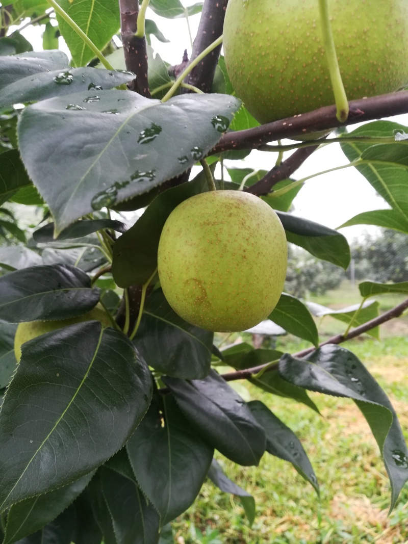 江苏翠冠梨江苏盐城翠冠梨口感好自家种植量大价优