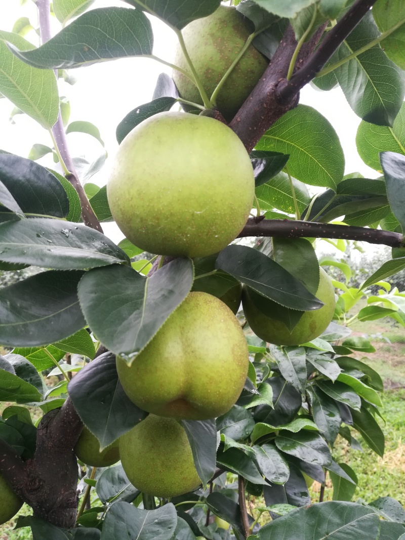 江苏翠冠梨江苏盐城翠冠梨口感好自家种植量大价优