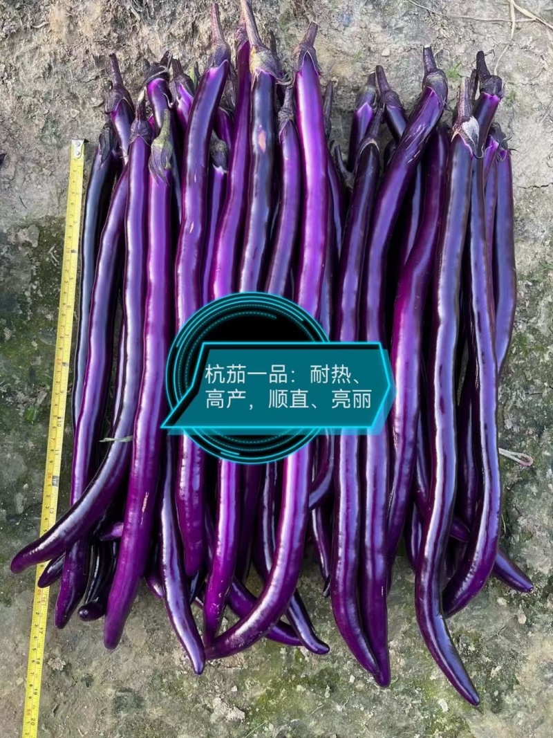 杭茄一品紫红长茄种子早熟果形细长高温不褪色皮薄肉糯