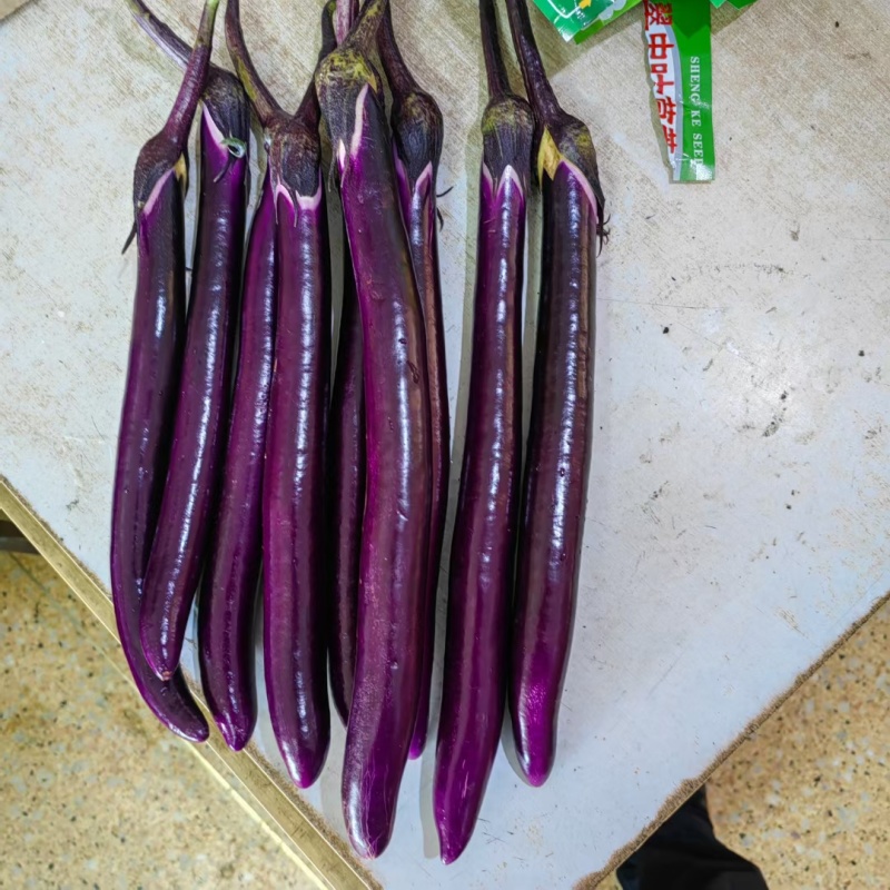 杭茄716线茄种子早熟果形顺直耐高温果肉洁白软糯