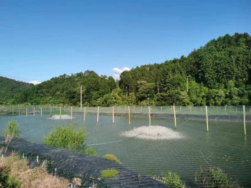 加州鲈鱼优质鲈鱼量大从优欢迎老板电联视频看货