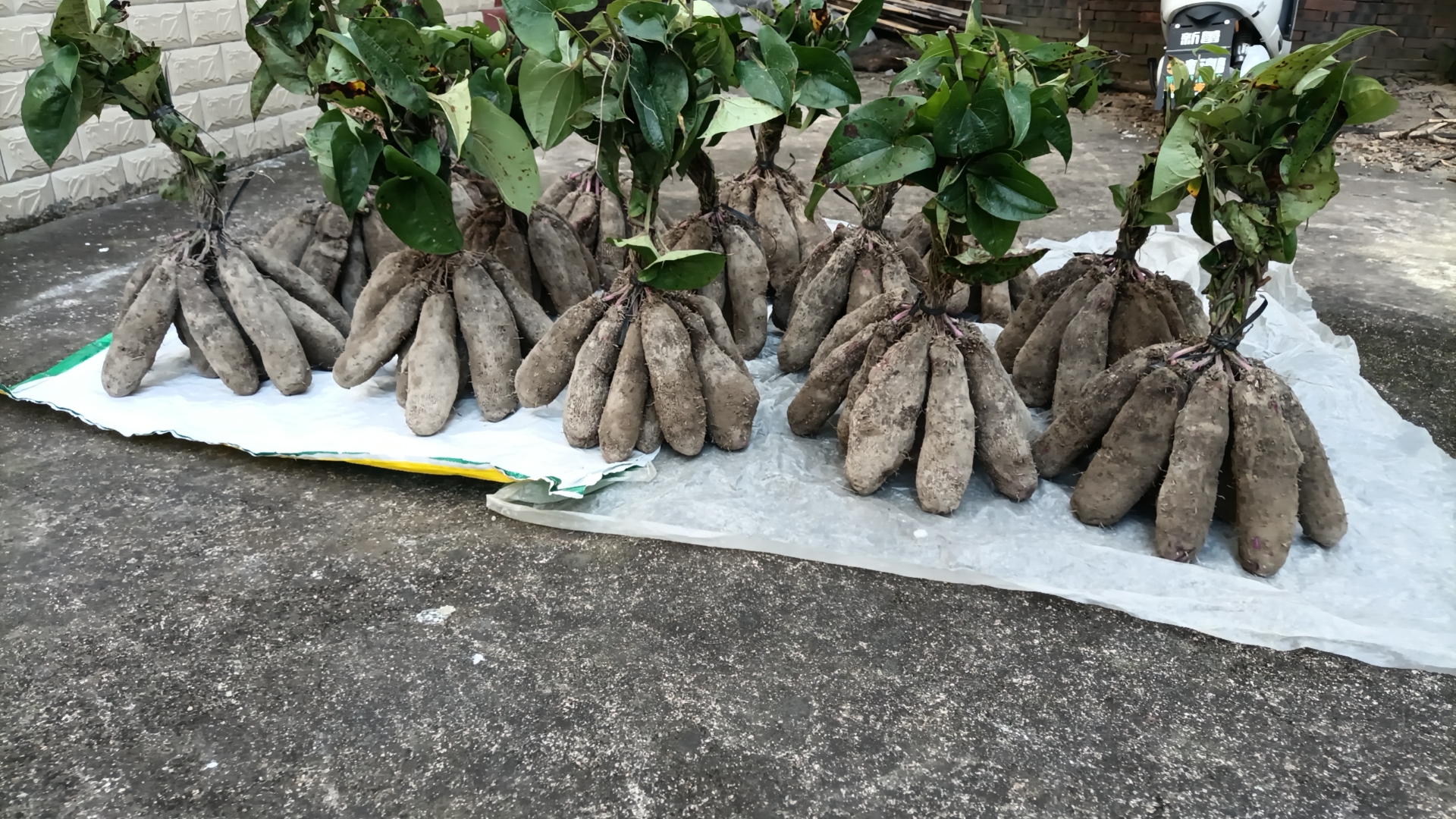 淮山西红柿营养成分对比图