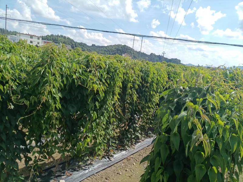 淮山药产地直发一手货源保质保量欢迎选购量大从优