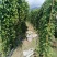 紫玉淮山药软糯香甜质优价廉欢迎选购电商市场商超