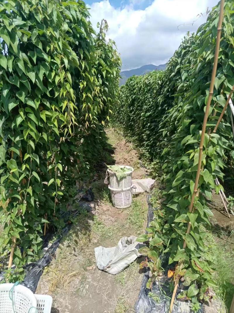 紫玉淮山药软糯香甜质优价廉欢迎选购电商市场商超