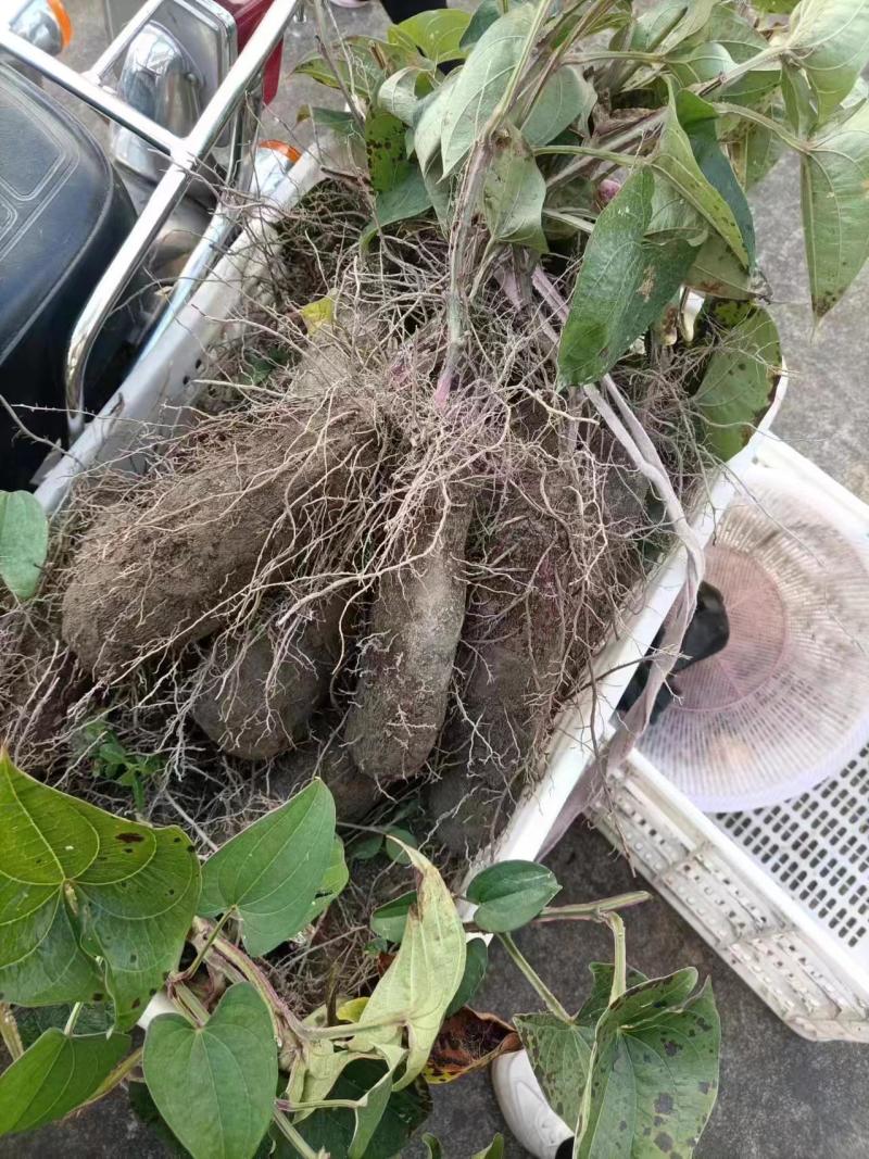 紫玉淮山药软糯香甜质优价廉欢迎选购电商市场商超