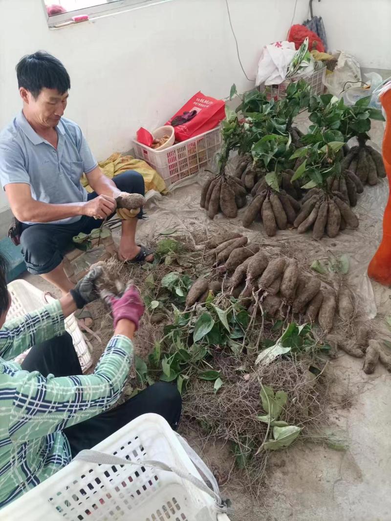 紫玉淮山药软糯香甜质优价廉欢迎选购电商市场商超