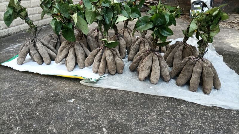 紫玉淮山药软糯香甜质优价廉欢迎选购电商市场商超
