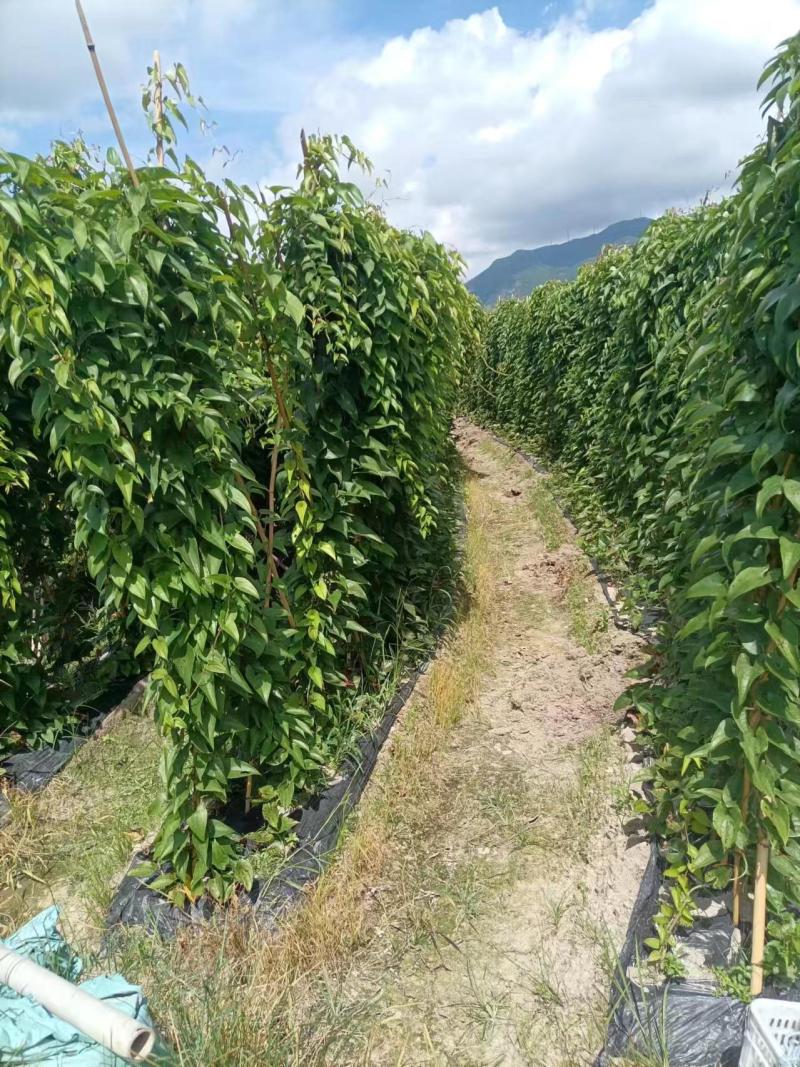 紫玉淮山药软糯香甜质优价廉欢迎选购电商市场商超
