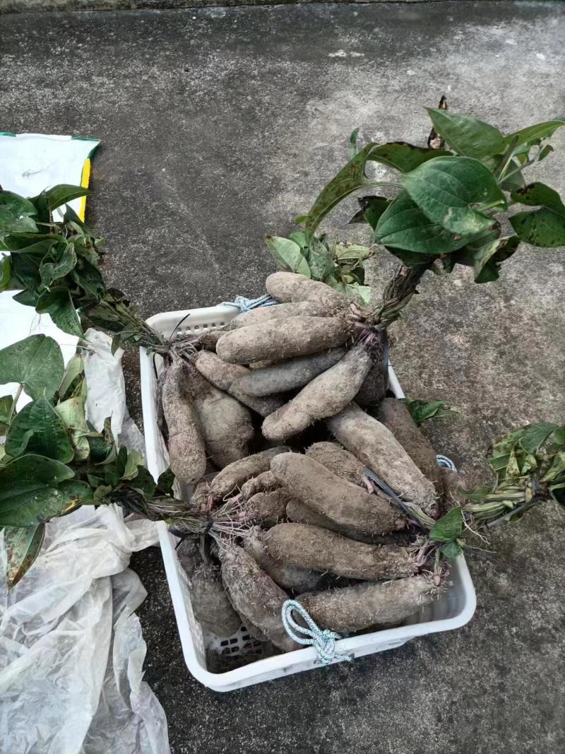 紫玉淮山药软糯香甜质优价廉欢迎选购电商市场商超