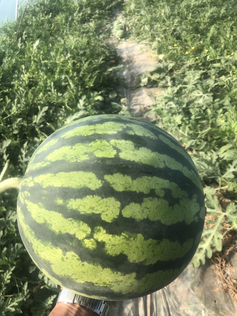 精品美都西瓜产地直发一手货源全国供应可视频看货