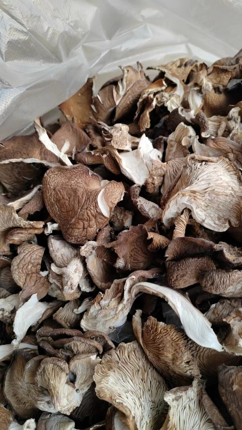 烘【干平菇】蘑菇干全年供应一手货源欢迎咨询