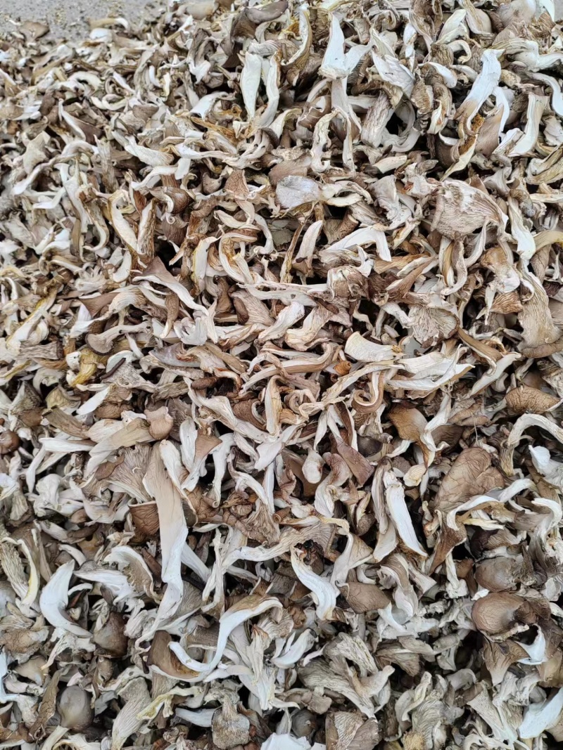烘【干平菇】蘑菇干全年供应一手货源欢迎咨询