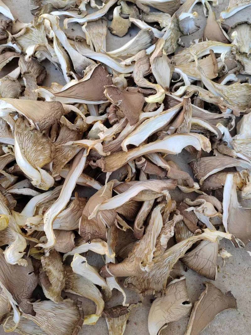 烘【干平菇】蘑菇干全年供应一手货源欢迎咨询