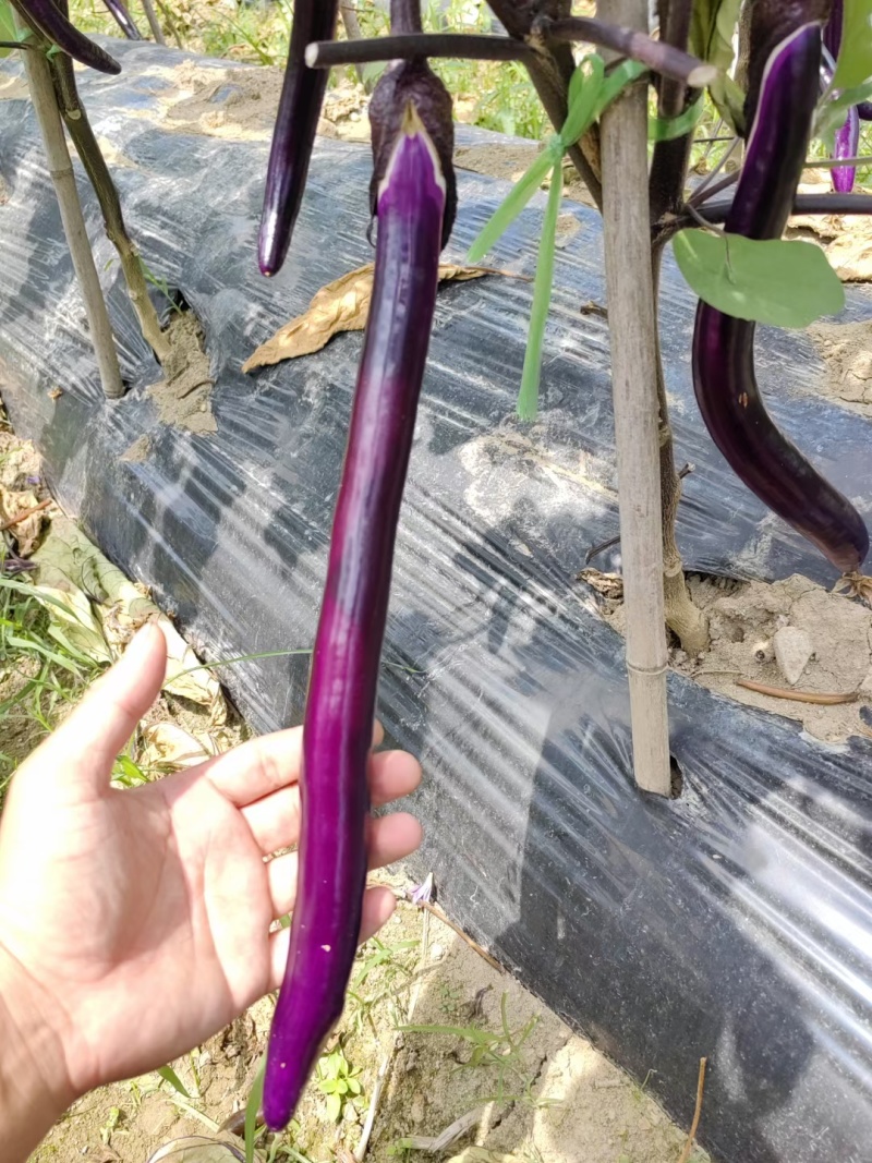 杭茄718紫红长线茄种子早熟节间短颧片紫红果尾钝尖