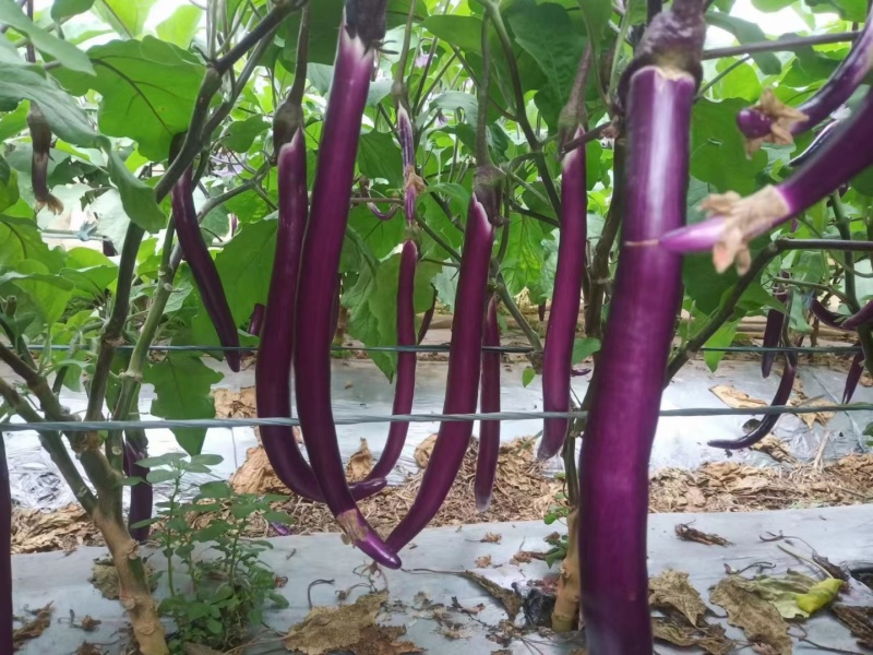 杭茄718紫红长线茄种子早熟节间短颧片紫红果尾钝尖