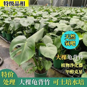 【特价】大棵龟背竹观叶植物大型盆栽基地搬迁亏本处理