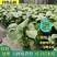【特价】大棵龟背竹观叶植物大型盆栽基地搬迁亏本处理