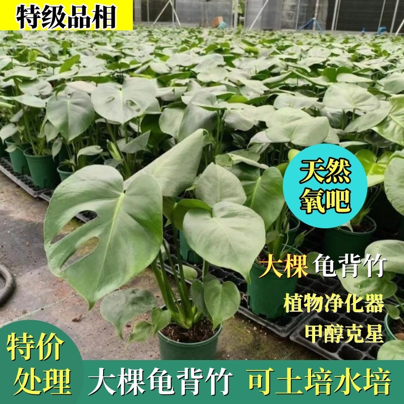 【特价】大棵龟背竹观叶植物大型盆栽基地搬迁亏本处理