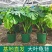 【特价】大棵龟背竹观叶植物大型盆栽基地搬迁亏本处理