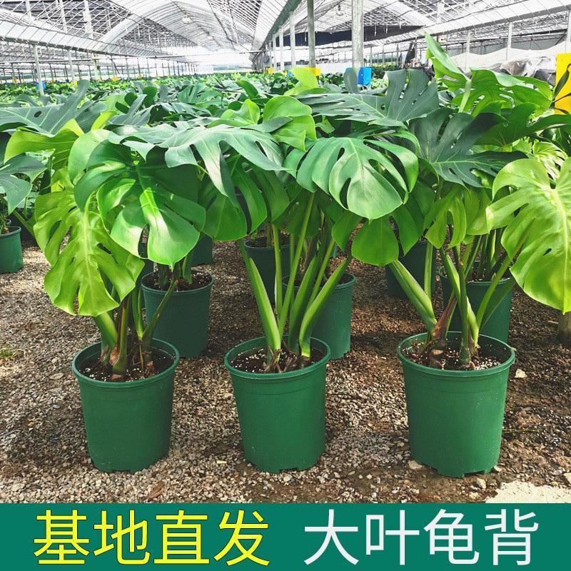 【特价】大棵龟背竹观叶植物大型盆栽基地搬迁亏本处理
