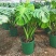 【特价】大棵龟背竹观叶植物大型盆栽基地搬迁亏本处理