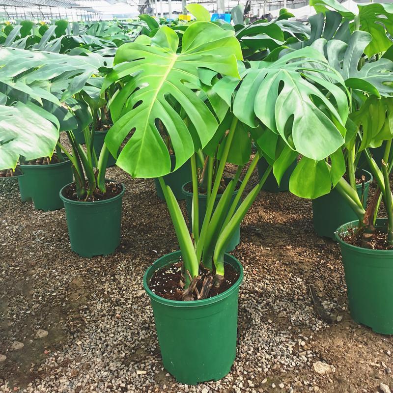 【特价】大棵龟背竹观叶植物大型盆栽基地搬迁亏本处理