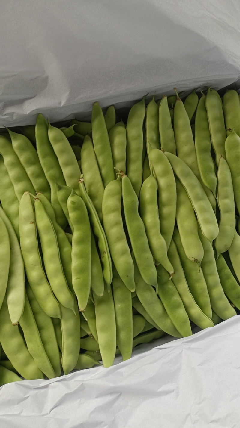 5-11月份吉林精品油豆角产地大量供应