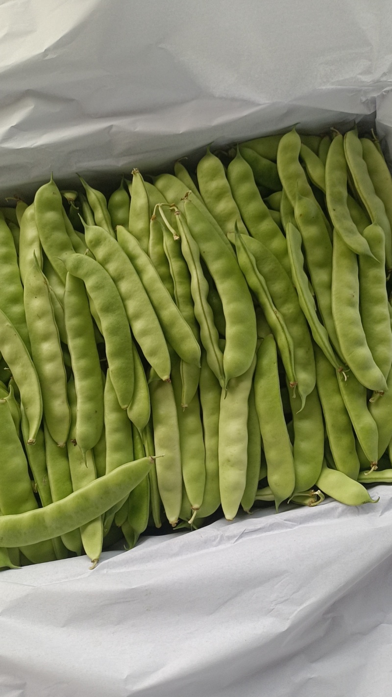 5-11月份吉林精品油豆角产地大量供应