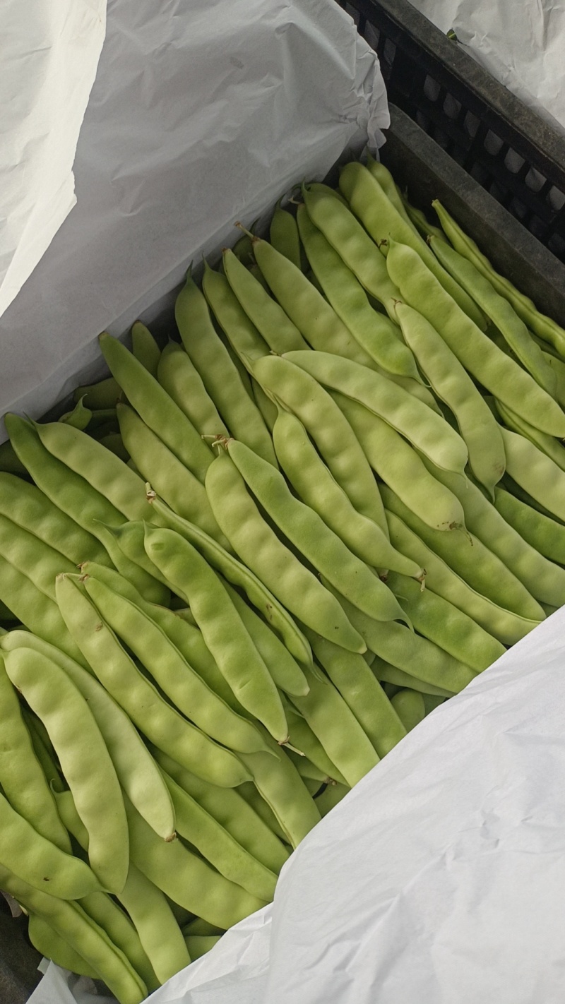 5-11月份吉林精品油豆角产地大量供应