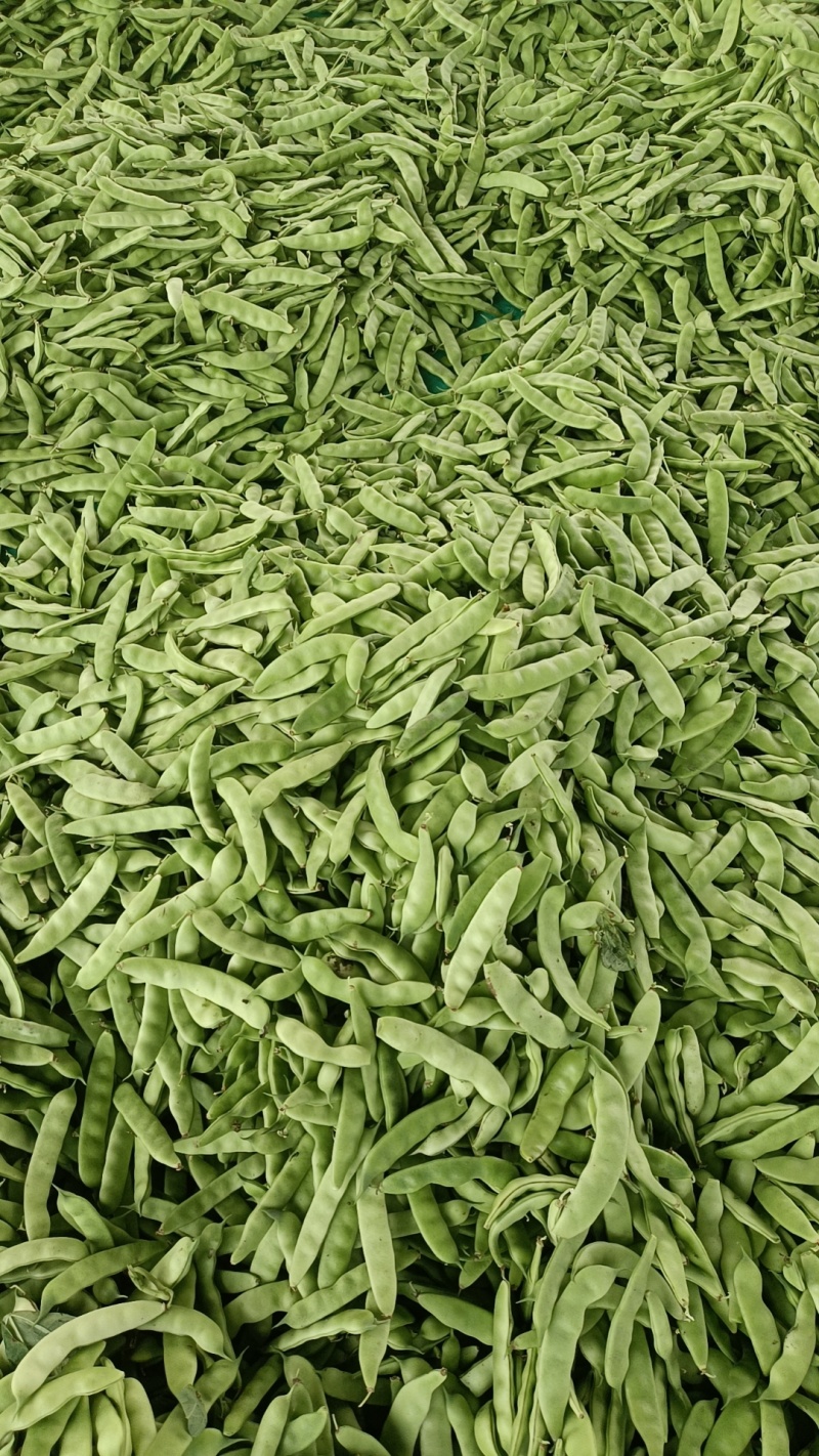 5-11月份吉林精品油豆角产地大量供应